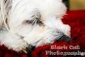 Black Cat Photography image 1