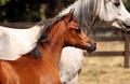 Blackwood Farm Arabian Horse Stud image 2