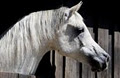 Blackwood Farm Arabian Horse Stud image 3