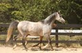 Blackwood Farm Arabian Horse Stud image 4