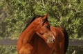 Blackwood Farm Arabian Horse Stud image 5