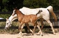 Blackwood Farm Arabian Horse Stud image 6