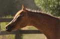 Blackwood Farm Arabian Horse Stud logo