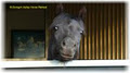 Bonogin Valley Horse Retreat image 2