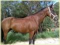 Bonogin Valley Horse Retreat image 5
