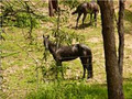 Bonogin Valley Horse Retreat image 1