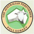 Brogan Poll Dorset Stud image 3