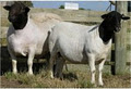 Cashdown Goats Partnership image 1