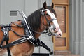 Clydesdale Dining image 6