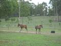 Coolebah Creek Quarter Horse and Quarter Pony Stud image 4