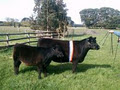 DP Park Australian Lowline Cattle Stud image 5