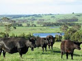 DP Park Australian Lowline Cattle Stud logo