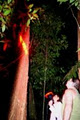 Daintree Night Adventures image 5
