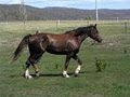Dundee Tori Horse Stud image 3