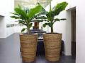 Frenchams Professional Indoor Plant Hire image 6