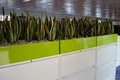 Gaddy's Indoor Plant Hire image 3