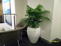 Gaddy's Indoor Plant Hire image 6