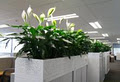 Gaddy's Indoor Plant Hire image 1