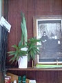 Greenleaves Indoor Plant Hire image 2