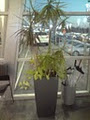 Greenleaves Indoor Plant Hire image 4