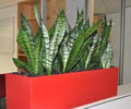 IEQ Indoor Plants image 2