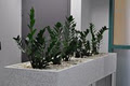 IEQ Indoor Plants image 4