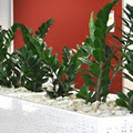 IEQ Indoor Plants image 1