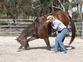 Jess's Horse Help image 1