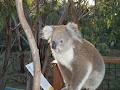 Koala Conservation Centre image 3