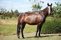 Lenbridge Manor Australian Stock Horses image 3