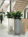 Luwasa Indoor Plant Hire image 4