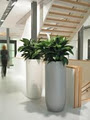 Luwasa Indoor Plant Hire image 5