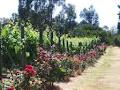 Lyre Bird Hill Winery & Guest House image 3