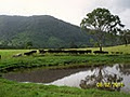Mary Valley Wagyu Stud image 1