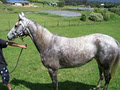 Morton Park Horse Agistment image 1