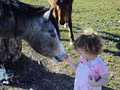 Myall Valley Equine Services image 1