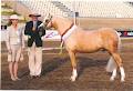 NSJ Welsh Ponies and Training Centre image 5