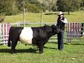 Oberon Park Belted Galloway Stud image 3
