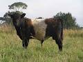 Oberon Park Belted Galloway Stud image 6