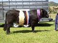 Oberon Park Belted Galloway Stud image 1