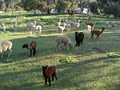 Paradise Alpacas image 5