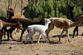 Prados Alpacas image 1