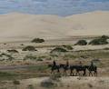 Sahara Trails Horse Riding and Farmstay Accommodation image 3
