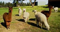 Schutara Park Alpacas image 1