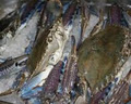 Simounds Seafood Mawson Lakes image 3