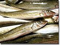 Simounds Seafood Mawson Lakes image 4