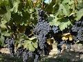 Somerset Hill Winery & Vineyard image 6