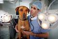 SouthPaws Specialty Surgery for Animals image 3