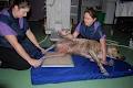 SouthPaws Specialty Surgery for Animals image 5