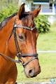 Sundown Lodge Equestrian - Horse Riding Lessons image 3
